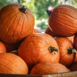 Pile di zucche arancioni in una cassetta, all’aperto, pronte per le decorazioni di Halloween a Roma.