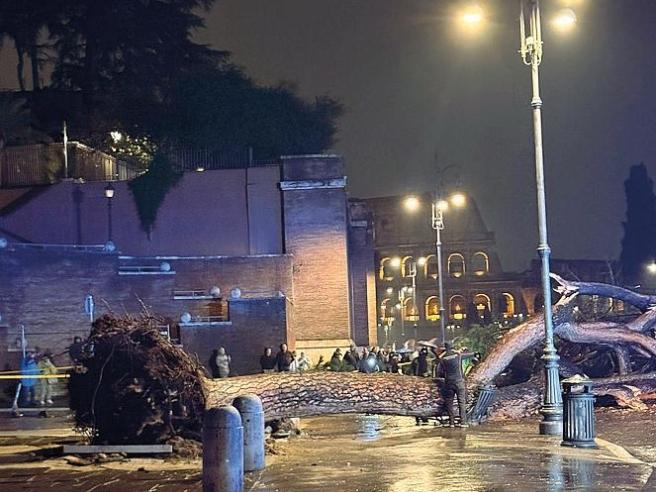 Albero caduto ai Fori Imperiali vicino al Colosseo, con vigili del fuoco e passanti che osservano l’area transennata durante una notte di pioggia.