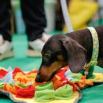 Bassotto durante un’attività a Quattrozampeinfiera