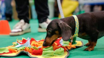 Bassotto durante un’attività a Quattrozampeinfiera