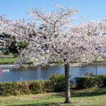Albero di ciliegio in fiore vicino al laghetto dell’EUR a Roma durante la primavera.