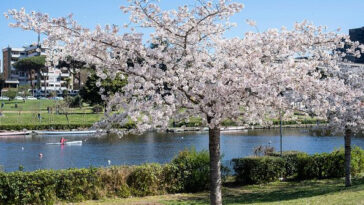 Albero di ciliegio in fiore vicino al laghetto dell’EUR a Roma durante la primavera.