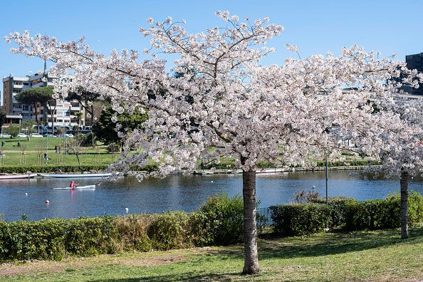 Albero di ciliegio in fiore vicino al laghetto dell’EUR a Roma durante la primavera.