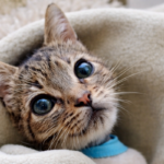 Primo piano della piccola gattina Elettra, tigrata avvolta in una coperta, con grandi occhi lucidi e sguardo fragile.
