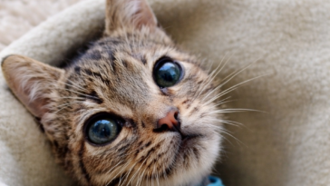 Primo piano della piccola gattina Elettra, tigrata avvolta in una coperta, con grandi occhi lucidi e sguardo fragile.