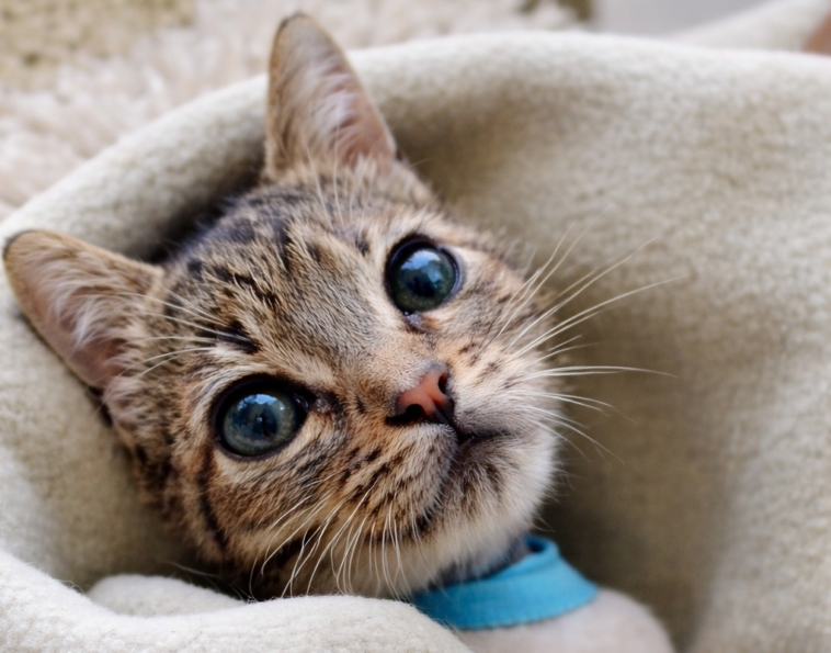 Primo piano della piccola gattina Elettra, tigrata avvolta in una coperta, con grandi occhi lucidi e sguardo fragile.