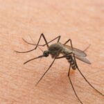 Zanzara posata sulla pelle umana mentre punge