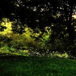 Migliaia di lucciole illuminano il Parco Pantanello al tramonto, creando uno spettacolo naturale tra alberi, prati e sentieri immersi nel verde.