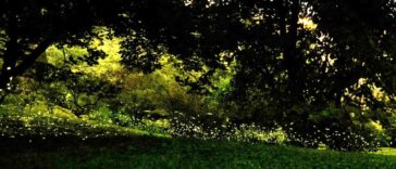 Migliaia di lucciole illuminano il Parco Pantanello al tramonto, creando uno spettacolo naturale tra alberi, prati e sentieri immersi nel verde.