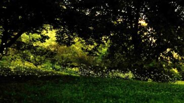 Migliaia di lucciole illuminano il Parco Pantanello al tramonto, creando uno spettacolo naturale tra alberi, prati e sentieri immersi nel verde.