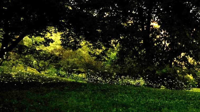 Migliaia di lucciole illuminano il Parco Pantanello al tramonto, creando uno spettacolo naturale tra alberi, prati e sentieri immersi nel verde.
