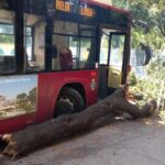 Autobus Atac della linea 495 fermo contro un albero caduto dopo l'incidente ai Parioli. Sul posto è presente anche un'ambulanza intervenuta per soccorrere l'autista.