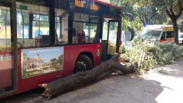 Autobus Atac della linea 495 fermo contro un albero caduto dopo l'incidente ai Parioli. Sul posto è presente anche un'ambulanza intervenuta per soccorrere l'autista.
