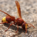 Vespa orientale (Vespa orientalis) fotografata in primo piano mentre si trova a terra.