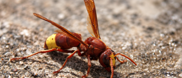 Vespa orientale (Vespa orientalis) fotografata in primo piano mentre si trova a terra.