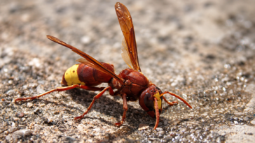 Vespa orientale (Vespa orientalis) fotografata in primo piano mentre si trova a terra.
