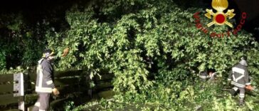 Vigili del fuoco intervengono di notte per rimuovere un grande albero caduto sulla carreggiata dopo il maltempo.