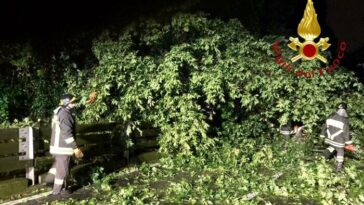 Vigili del fuoco intervengono di notte per rimuovere un grande albero caduto sulla carreggiata dopo il maltempo.