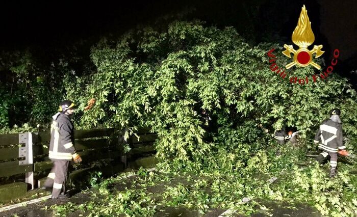 Vigili del fuoco intervengono di notte per rimuovere un grande albero caduto sulla carreggiata dopo il maltempo.