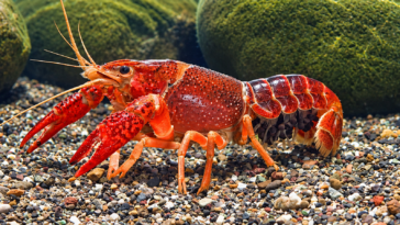 Gambero rosso della Louisiana con grandi chele rosse e lunghe antenne, fotografato su un fondale di ghiaia tra rocce ricoperte di muschio.